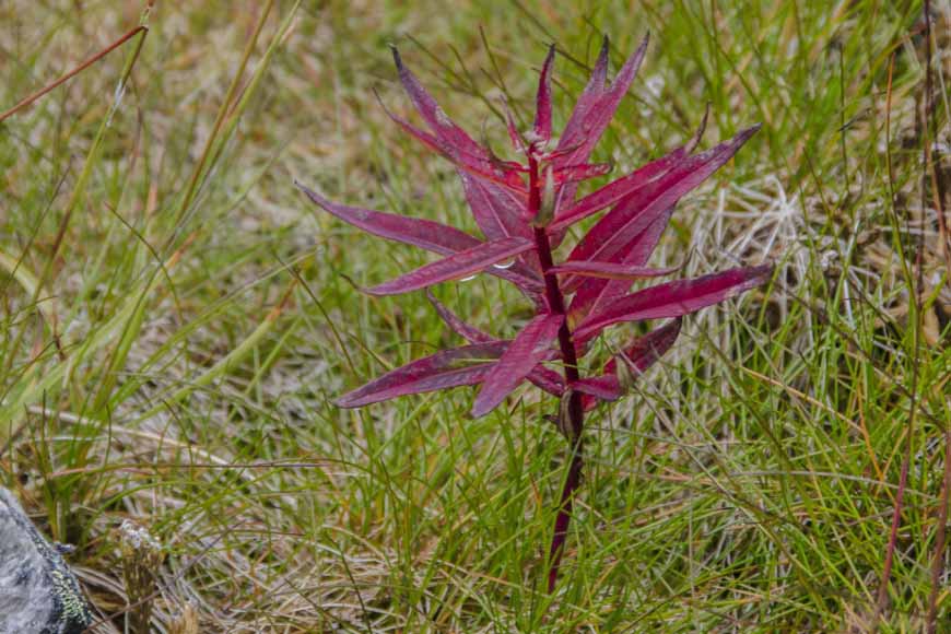Flor roja - Groenlandia